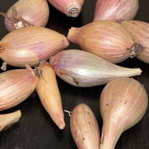 échalote_ferme_aquaponique_de_labbaye