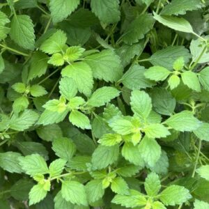 melisse_herbe_aromatique_aromate_ferme_Aquaponie_de_labbaye_chaumousey_vosges_epinal_legumes_frais_aquaponie_bio